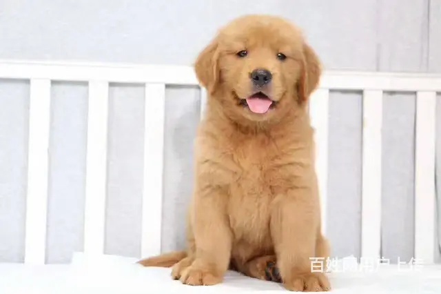纯种金毛出售 疫苗驱虫齐全带证书 品质健康有保障僭 - 图片 2
