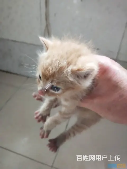 一个月多月小猫，免费领养，免费疫苗，免费绝育 - 图片 1
