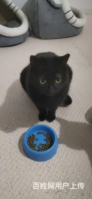 流浪猫找负责领养人 - 图片 8
