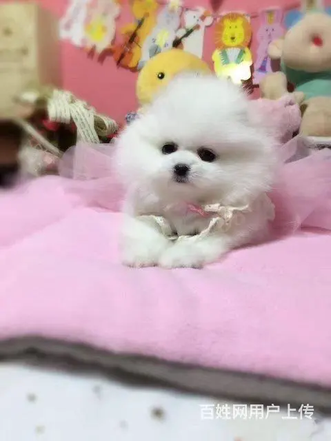 纯种赛级博美幼犬、包健康现场检测、不纯全额退款 - 图片 3