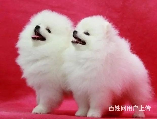 广州博美犬一只多少钱 实体犬舍 自家繁殖保健康 - 图片 11