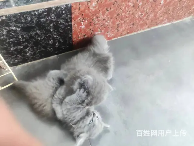 家养精品蓝猫刚满月 - 图片 4