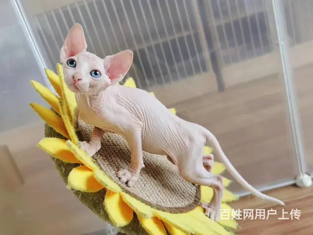 出售纯种无毛猫 无毛猫价格多少 疫苗齐全包健康 - 图片 2