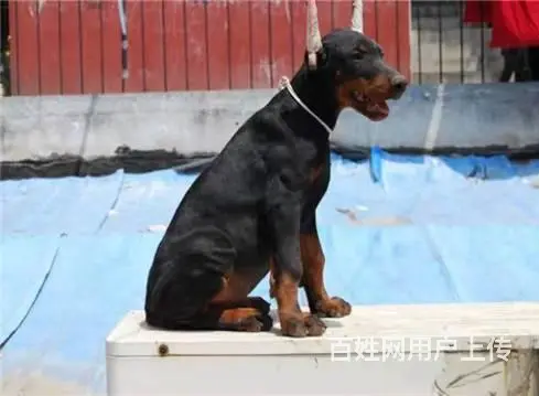 杜宾犬 杜宾 杜宾犬幼犬 黑色咖啡色德系美系包运输 - 图片 3