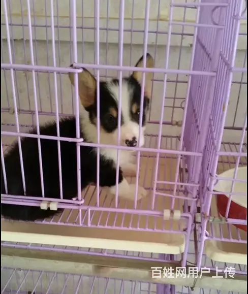 天门柯基犬舍位置 本地柯基犬舍地址在哪儿 - 图片 5
