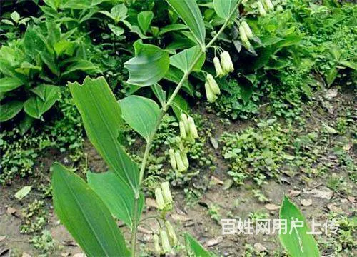 湖北百草堂黄精种植以科技赋能，引领农业产业新风尚 - 图片 2