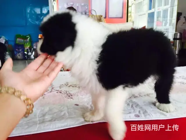 辽阳养边牧的地方，卖边牧的地方 - 图片 2