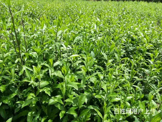 湖北百草堂苍术种植传承中药文化，共享绿色健康生活 - 图片 2
