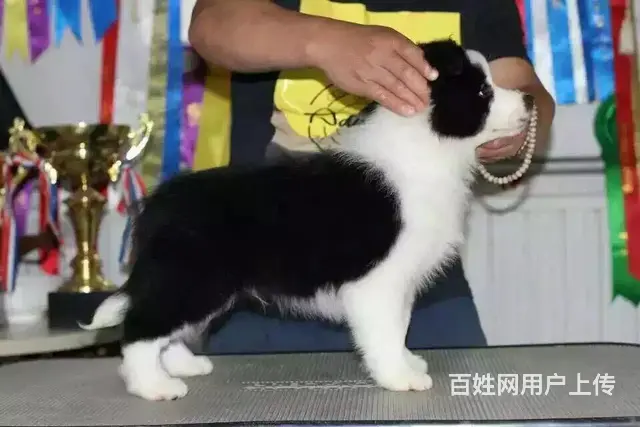 辽阳优质边牧如何挑选，优质边牧多少钱一个 - 图片 1