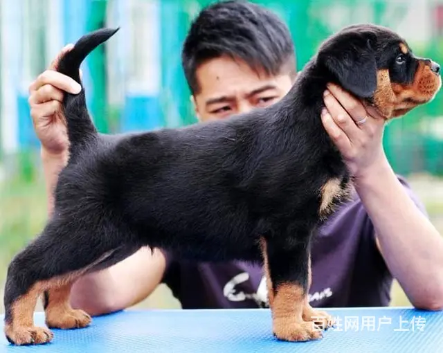 纯种带血统罗威纳犬出售 大骨架赛级品质 可视频选狗 - 图片 1