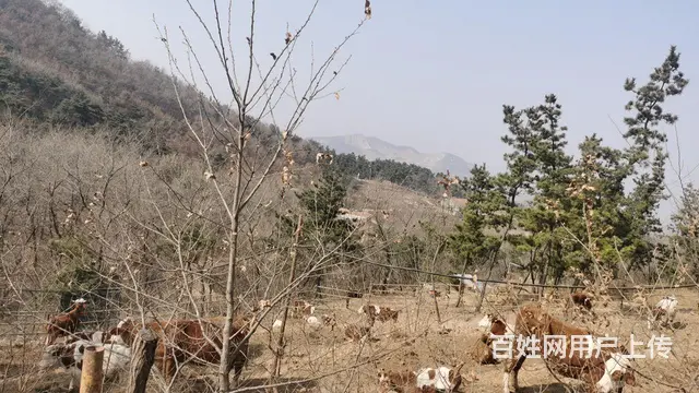 养牛场转让 - 图片 2