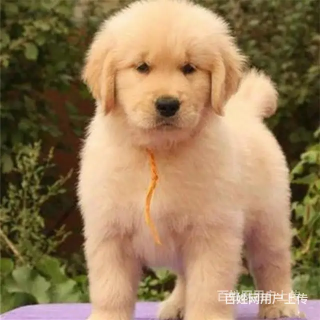 平顶山金毛犬如何挑选养金毛上哪里看 - 图片 4