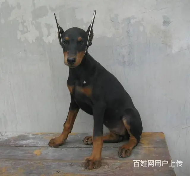 纯种杜宾 德系杜宾犬 血统纯正签订终身协议 - 图片 2