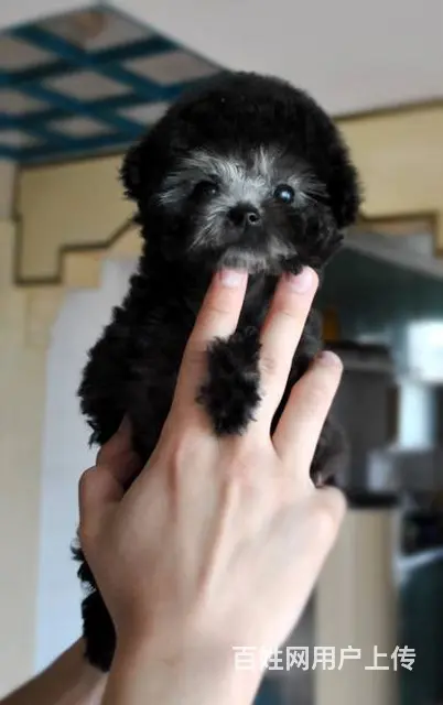 广州纯种泰迪犬价格 狗舍直销 包纯种健康签协议 - 图片 6