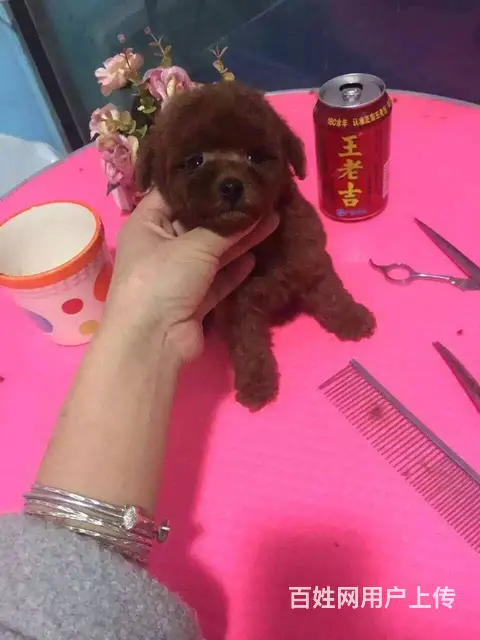 灰色泰迪 茶杯玩具泰迪犬可爱至极购买签协议 - 图片 9