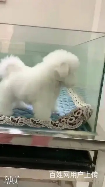 淄博活泼可爱纯种比熊幼犬宝宝血统纯正毛量丰富 - 图片 5