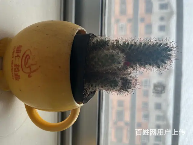 出售仙人球 - 图片 3