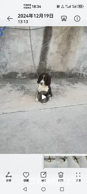 高动力史宾格种公对外借配 - 图片