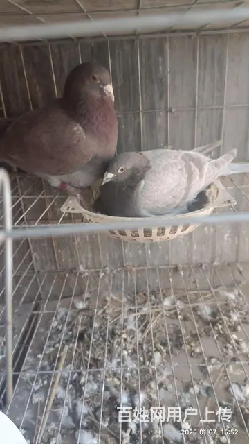 信鸽种鸽  幼鸽要的联系 - 图片 9