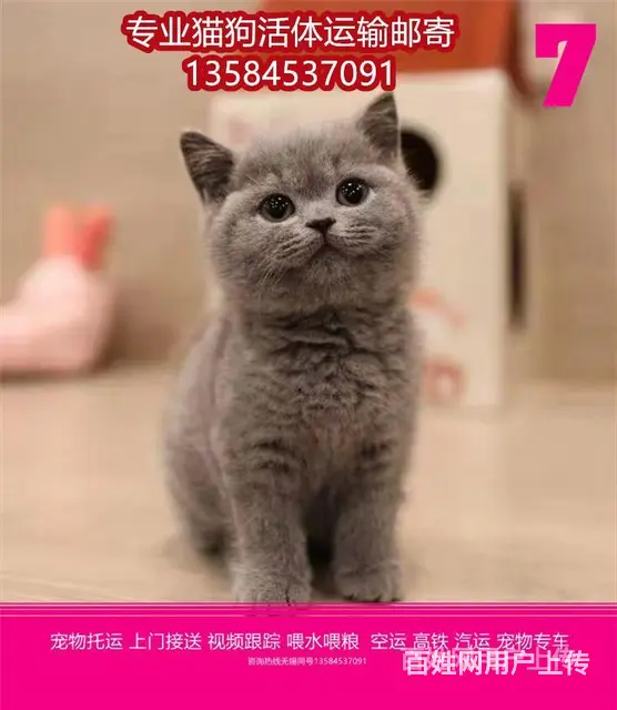 常州市 宠物托运（猫狗柴犬）邮寄快递2022（宠物活体运输) - 图片 7