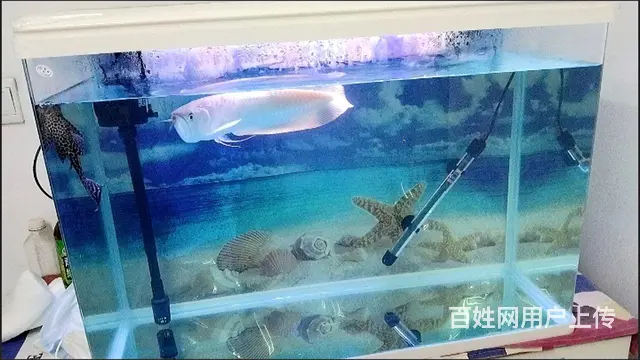 快50+的银龙，不掉眼，不兜嘴，便宜出了 - 图片