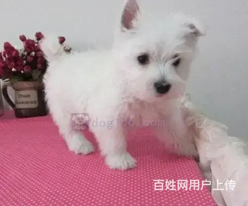 哪里有西高地卖西高地多少钱西高地哪里有卖 - 图片 4