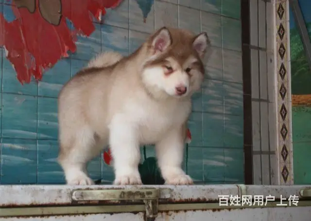 出售阿拉斯加雪橇犬 可见父母 质保三年 签协议 - 图片 8