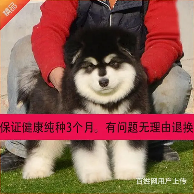 辽阳哪里可以买到纯种阿拉斯加 - 图片 11