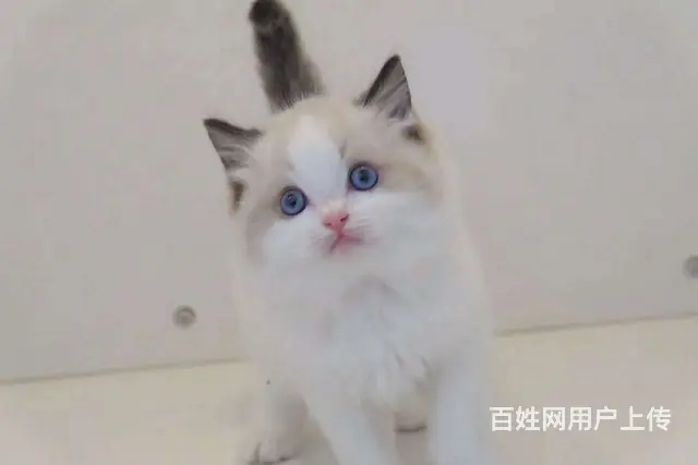 那有布偶猫卖的 蓝双色 开脸正波斯系多少钱 - 图片 7