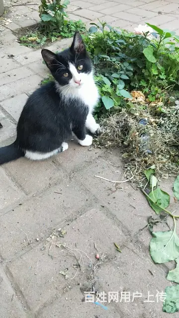 流浪猫找负责领养人 - 图片 5