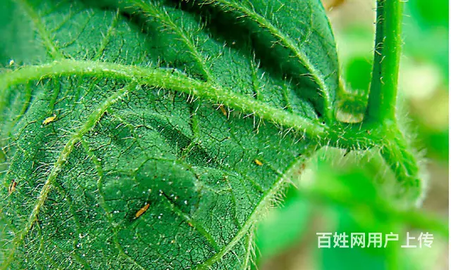 22%噻虫高氯氟茶树番茄蔬菜茶小绿叶蝉蓟马蚜虫杀虫 - 图片 3