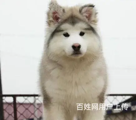 纯种阿拉斯加出售 大骨架雪橇阿拉斯加 多只可选 - 图片 1