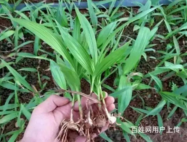 湖北百草堂白芨种植有门道致富快，农业致富保驾护航 - 图片 2