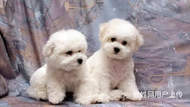 小体比熊 精品比熊幼犬出售 证书齐全 血统纯正 - 图片 4