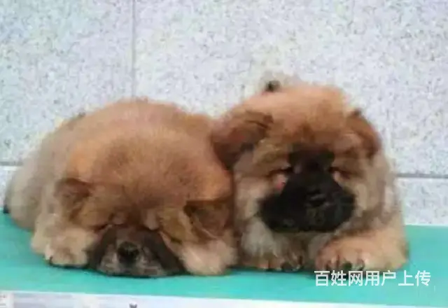 纯种肉嘴松狮幼犬多窝出售公母均有 签保障协议 - 图片 4