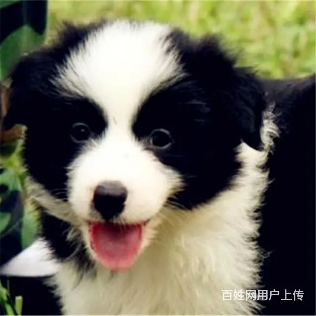 巢湖【*推荐】边牧犬舍‖边牧养殖场 - 图片 7