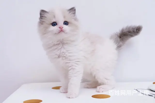 哪里有布偶猫卖的 布偶猫多少钱 布偶猫成年多重 - 图片 4