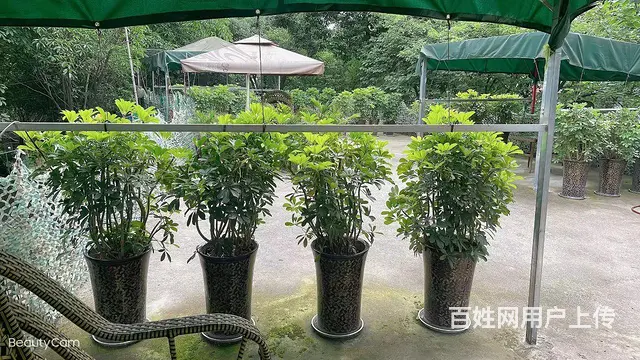 旺铺居）洞天公园KTV+茶楼客源稳定整体转让或出租 - 图片 4