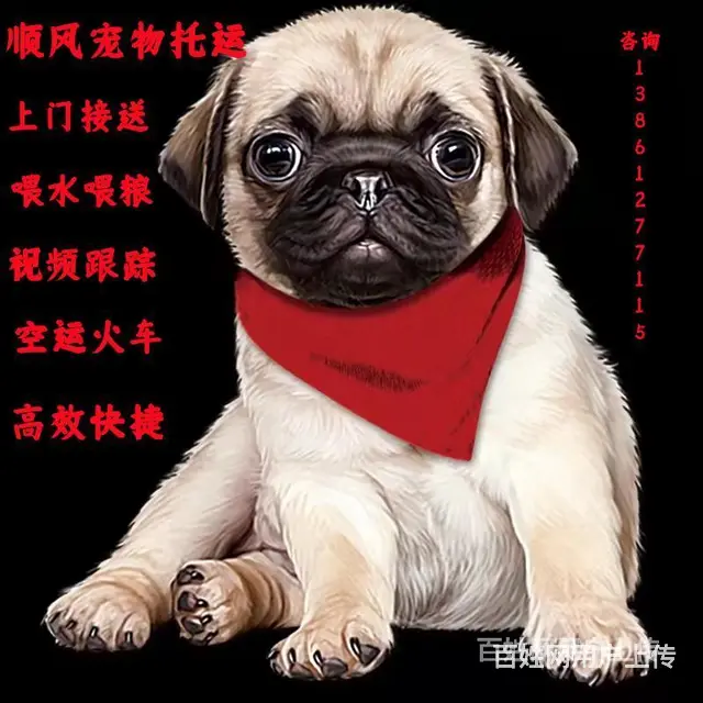 2022盐津县宠物托运（猫狗）邮寄快递运输（宠物活体托运新* - 图片 3