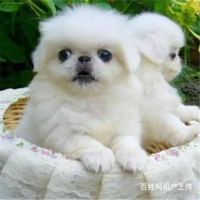 淮南【十年老店】常年繁殖优质血统京巴幼犬 - 图片 8