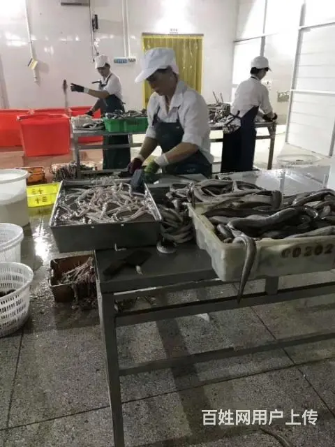 北海鳗鱼丸子马鲛鱼丸批发工厂批发 - 图片 11