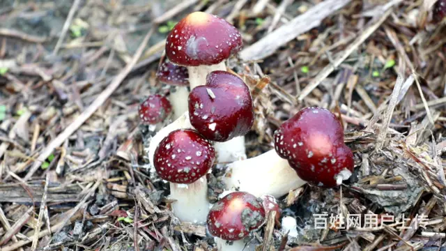 新化到长沙网约车拼车商务车私家车小车队电话‌ - 图片