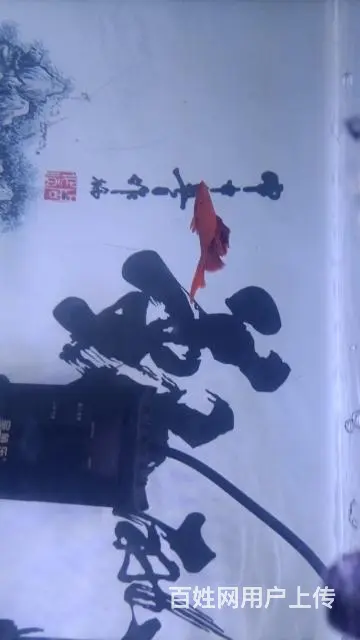 高帆菊花粉红剑 - 图片 9