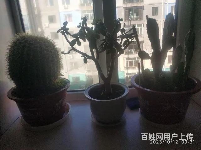 家庭花草出售，喜欢商量。 - 图片 1