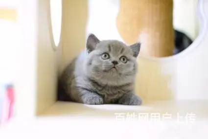 哪里有英短蓝猫卖的 蓝猫多钱一只 - 图片 2