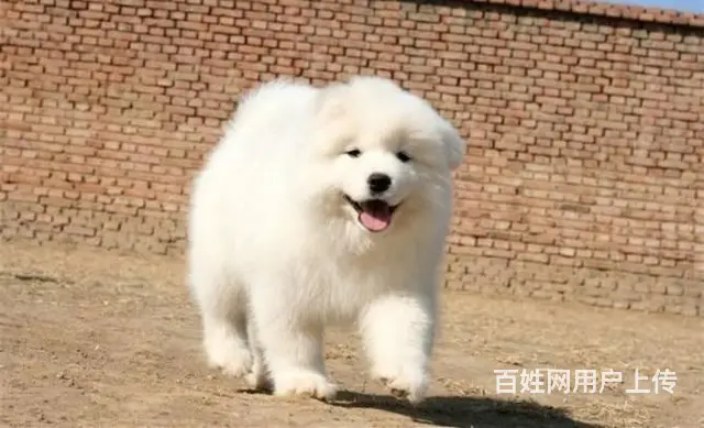 北京出售纯种萨摩耶幼犬  萨摩耶多少钱一只 - 图片 6
