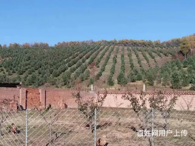 口前附近10垧土地林地出售 - 图片 2
