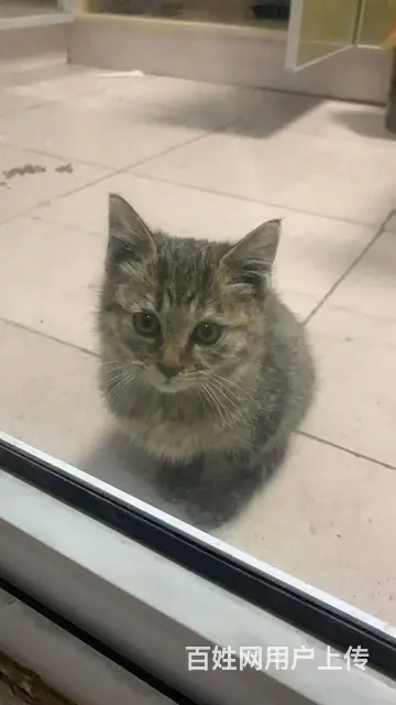 【搞定了！】徐州领养小猫 - 图片 1