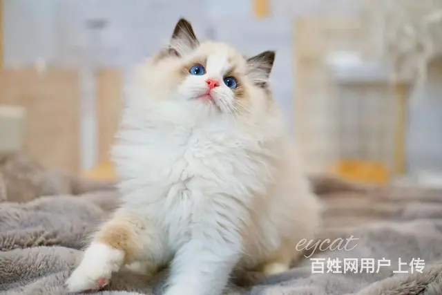 哪里有卖海双布偶猫的 布偶猫掉毛吗 温顺黏人哦 - 图片 4