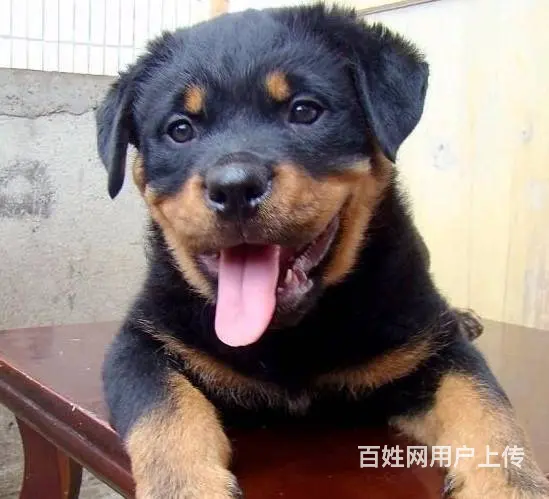 纯种罗威纳幼犬出售 驱虫疫苗已做好 全国送货上门 - 图片 4